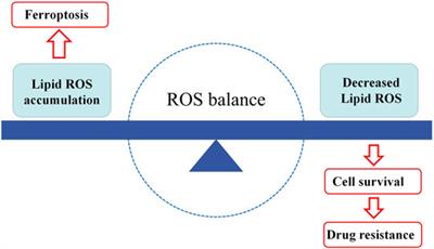 Ferroptosis and Tumor Drug Resistance: Current Status and Major Challenges